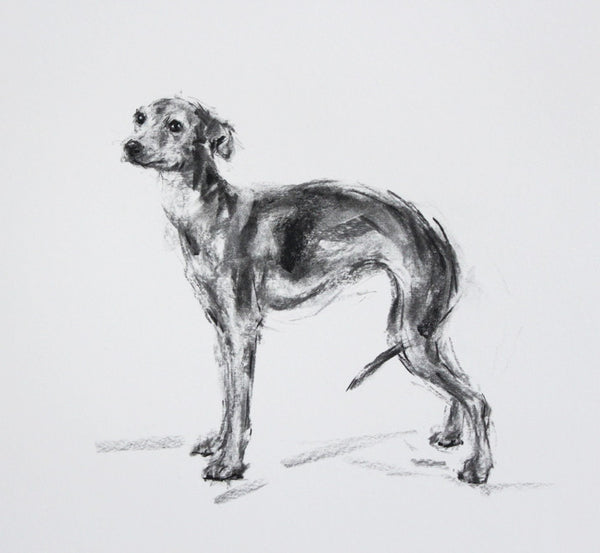 SOLD - Italian Greyhound Charcoal sketch ORIGINAL