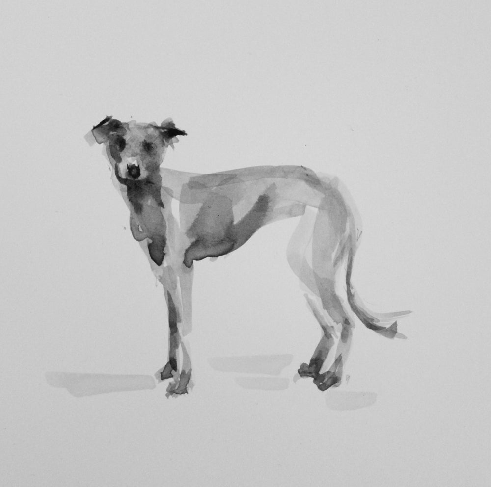 Small Whippet Ink on Paper Original Drawing PaintMyDog Dog Art