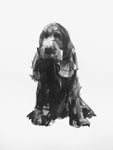 SOLD Cocker Spaniel Ink on Paper - Original Drawing