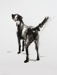SOLD "After the Swim" Labrador ink on paper - Original Dog Drawing