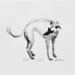 "The Tail" Whippet ink and wash drawing - ORIGINAL