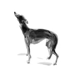 Whippet Standing Ink Sketch Print