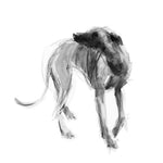 Vagabond Sighthound Ink Sketch Print