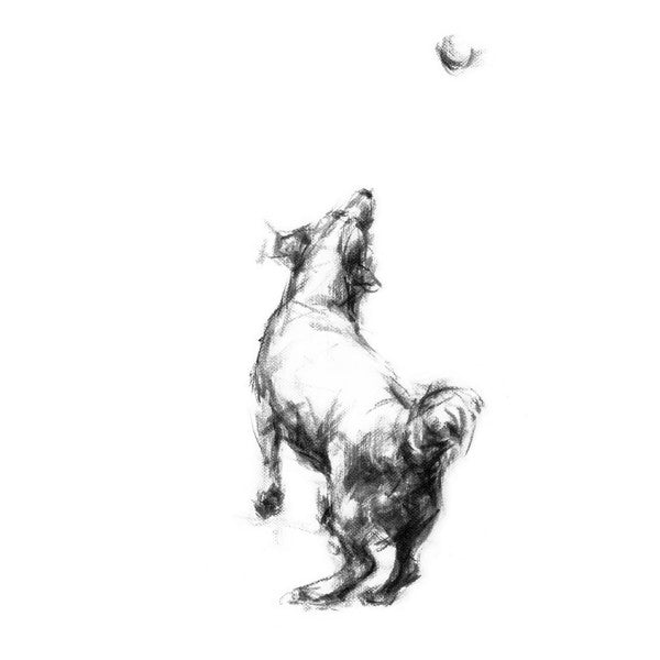Jumping Jack Russell Sketch Print