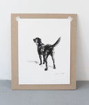Charcoal drawing of a labrador