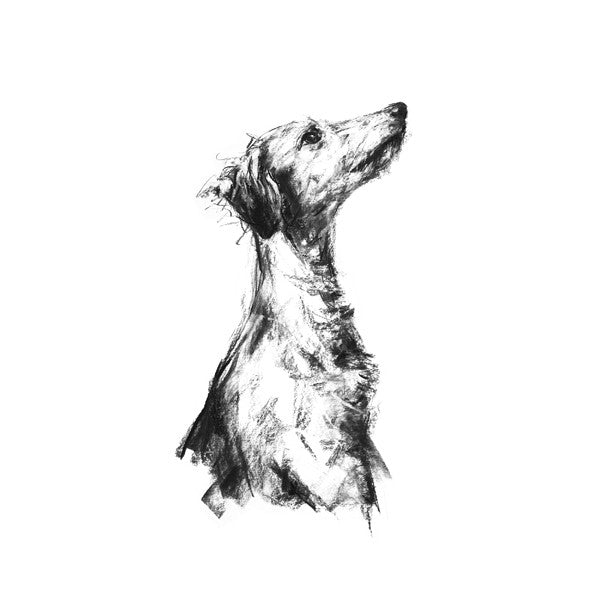 Lurcher, drawing by Justine Osborne, reference by Penelope Malby Photography