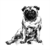 "Lolling Pug" Sketch Print