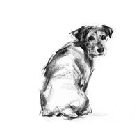 Looking Back Terrier Sketch Print