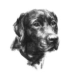 Loyalty Black Labrador Sketch Print