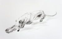 SOLD "The Rest" graphite whippet sketch ORIGINAL