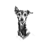 "Pippa" Italian Greyhound Sketch Print