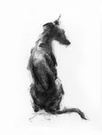 SOLD Sitting Sighthound study charcoal sketch ORIGINAL drawing