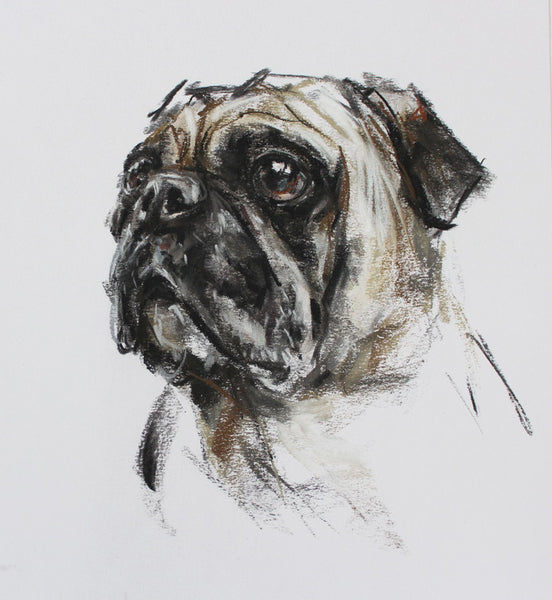 SOLD Pug Charcoal/Chalk sketch ORIGINAL