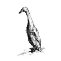 Runner Duck Sketch Print