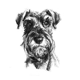 Schnauzer Sketch Print No.2