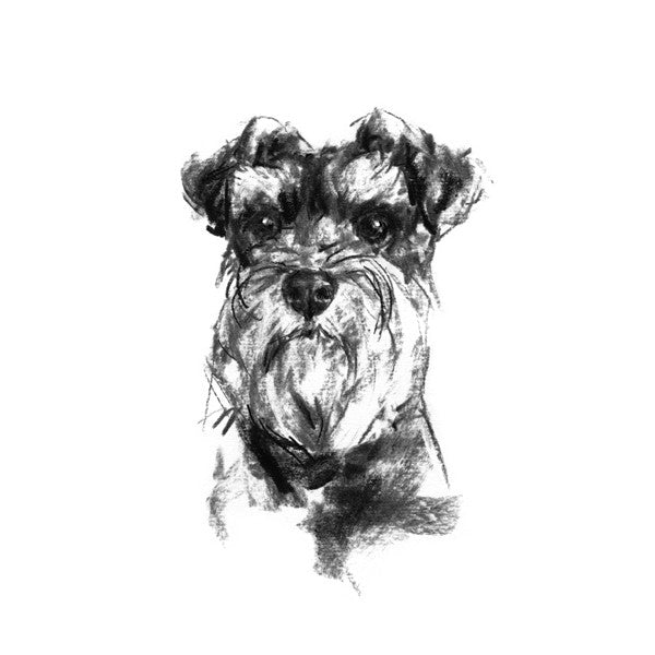 Schnauzer Sketch Print