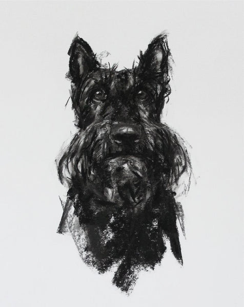 SOLD Scottie Portrait Charcoal sketch ORIGINAL