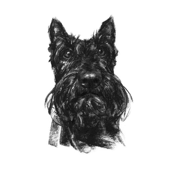 Scottie Dog Sketch Print