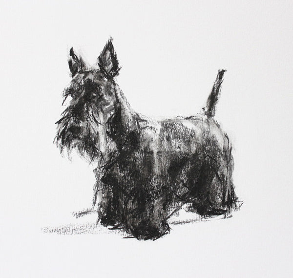 SOLD Scottie Portrait Charcoal sketch ORIGINAL