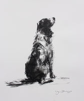 "The Patient Springer" charcoal on paper - Original Dog Drawing