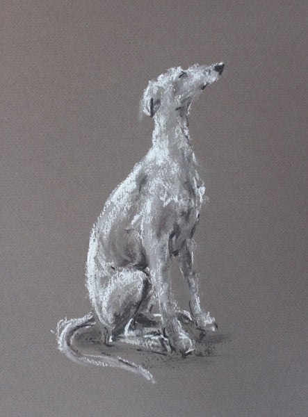 Whippet study pastel ORIGINAL dog drawing - Small