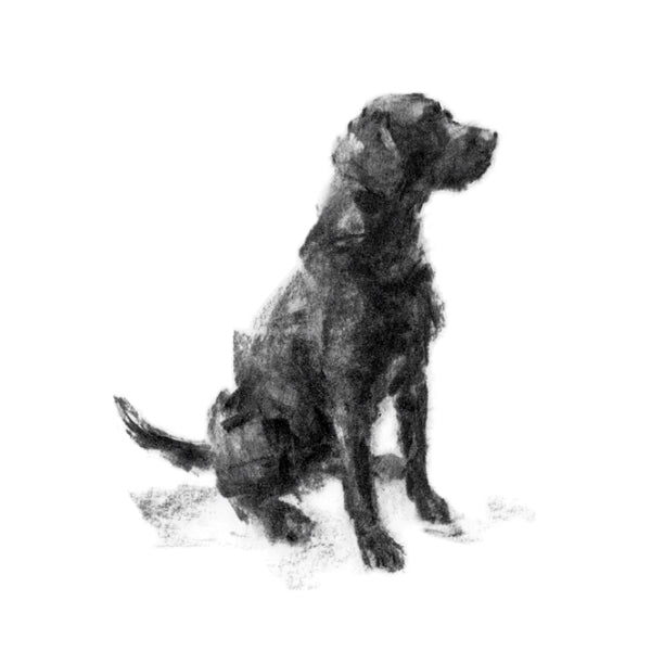 Black Labrador Sitting Sketch Print
