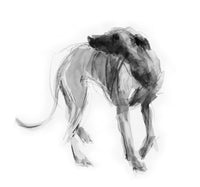 SOLD Sighthound study ink/graphite sketch ORIGINAL drawing