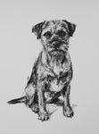 SOLD Border Terrier Charcoal sketch ORIGINAL