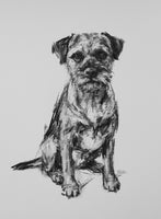 SOLD Border Terrier Charcoal sketch ORIGINAL