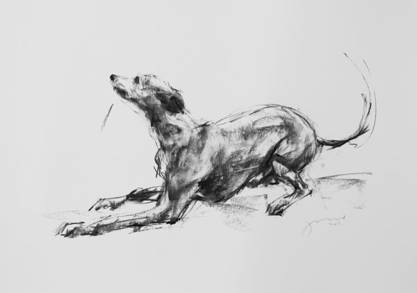 SOLD "Wanna Play?" Large Charcoal Whippet Study sketch ORIGINAL