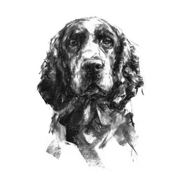 Springer Spaniel Sketch Print - Springer charcoal drawing – PaintMyDog ...
