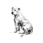 Staffordshire Bull Terrier, Staffy Sketch Print