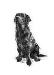 Sitting Black Labrador study charcoal sketch ORIGINAL drawing