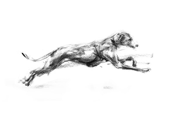 Supersonic Sighthound Sketch Print