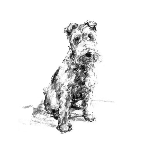 "The Scamp" Welsh Terrier Sketch Print