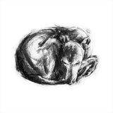 "Tucked In"  Whippet Sketch Print