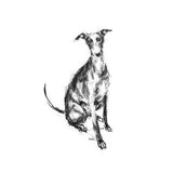 "Watchful" Whippet Sketch Print