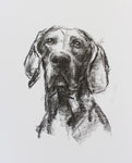 SOLD Weimaraner Portrait sketch ORIGINAL