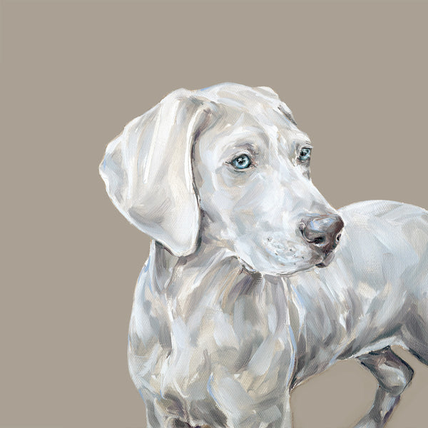 Weimaraner pup Limited Edition Print