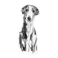 "Gentle" Whippet Sketch Print