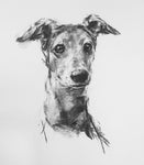 Charcoal Whippet Study sketch ORIGINAL
