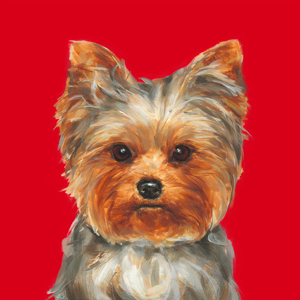 Yorkshire Terrier  Limited Edition Print